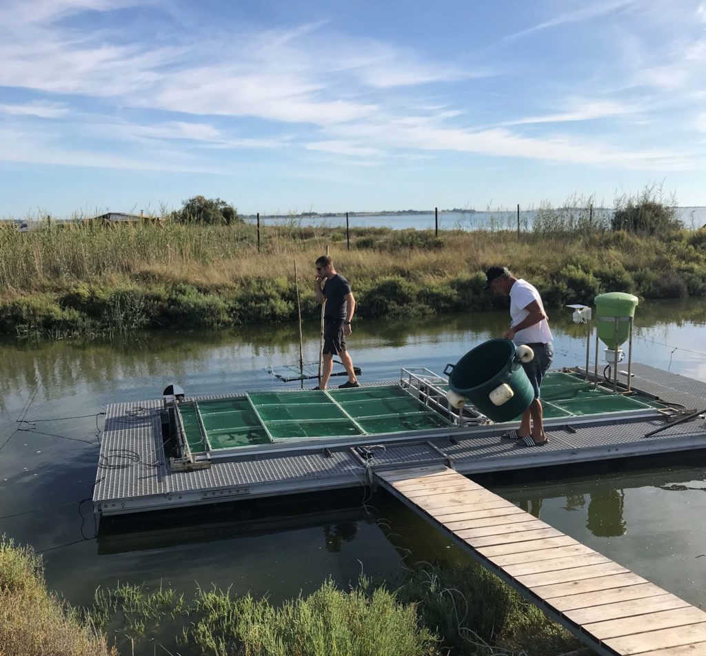 AURA LIZA ça pousse !