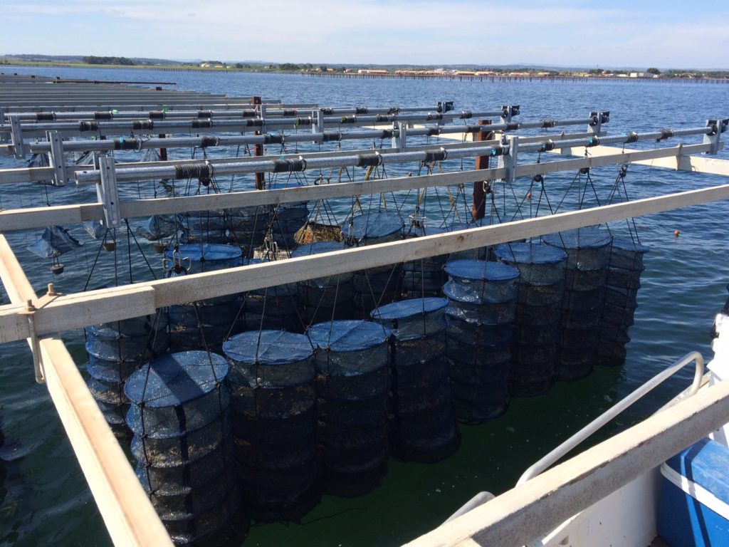 Observatoire conchylicole